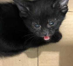 Shelter Stray Male Cat last seen PRAIRIE CENTER PKWY, 12155 Park Blvd, Brighton, CO 80601, USA