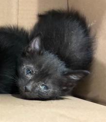 Shelter Stray Male Cat last seen PRAIRIE CENTER PKWY, 12155 Park Blvd, Brighton, CO 80601, USA