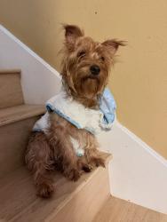 Reunited Female Dog last seen Rankin Rd, Humble, TX 77396