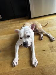 Found/Stray Male Dog last seen Alexander ave, The Bronx, NY 10454