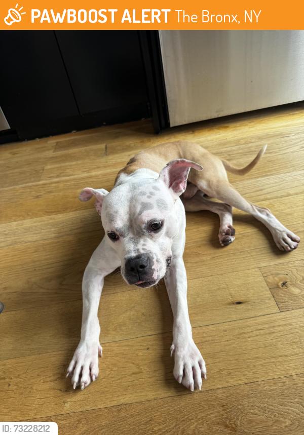 Found/Stray Male Dog last seen Alexander ave, The Bronx, NY 10454