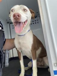 Shelter Stray Female Dog last seen Near BLOCK SOUTH A ST, 3951 Fruitvale Ave, Bakersfield, CA 93308, USA