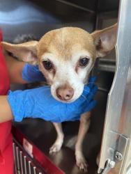 Shelter Stray Male Dog last seen Near BLOCK SANTA ALEXIA, 130 Beyer Way, Chula Vista, CA 91911, USA