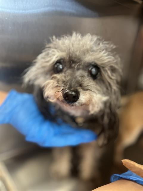 Shelter Stray Female Dog last seen Near BLOCK SANTA ALEXIA, 130 Beyer Way, Chula Vista, CA 91911, USA