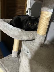 Lost Female Cat last seen Chicago, Illinois 60629, Chicago, IL 60629