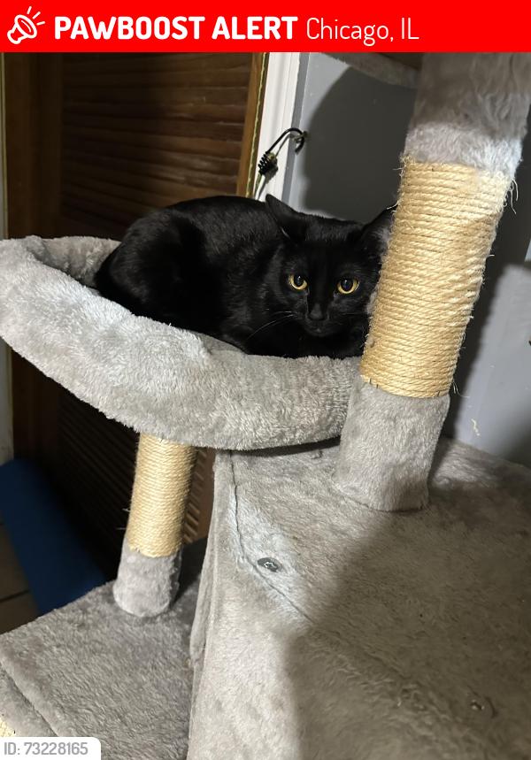 Lost Female Cat last seen Chicago, Illinois 60629, Chicago, IL 60629