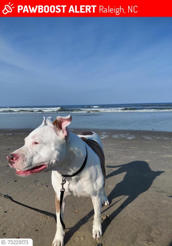Lost Male Dog last seen Glenwood & Davis st, Raleigh, NC 27613