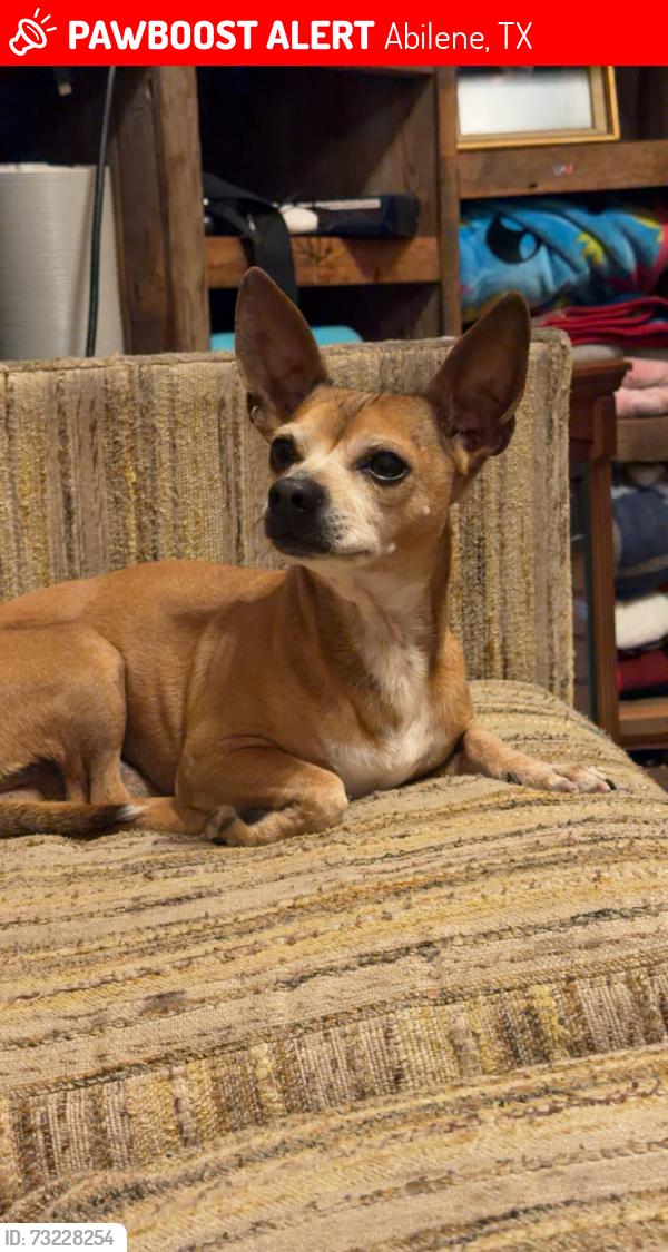 Lost Male Dog last seen Ambler Ave, Abilene, TX 79603