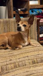 Lost Male Dog last seen Ambler Ave, Abilene, TX 79603