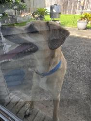 Reunited Male Dog last seen Landing Blvd and Brown Pelican, League City, TX 77573