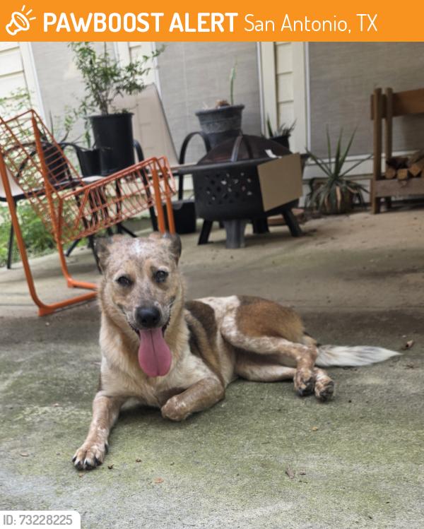 Found/Stray Female Dog last seen Bandera & 1604 by PetCo, San Antonio, TX 78249