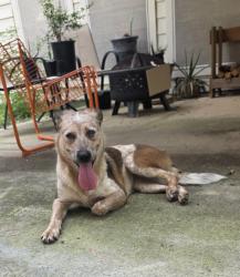 Found/Stray Female Dog last seen Bandera & 1604 by PetCo, San Antonio, TX 78249