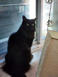 Lost Female Cat last seen 97th Ave, Westminster, CO 80031
