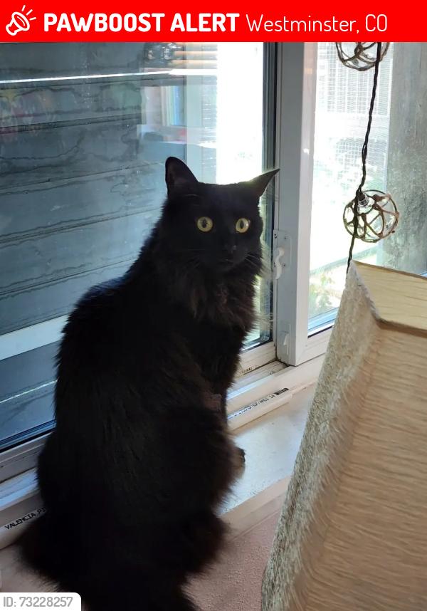 Lost Female Cat last seen 97th Ave, Westminster, CO 80031