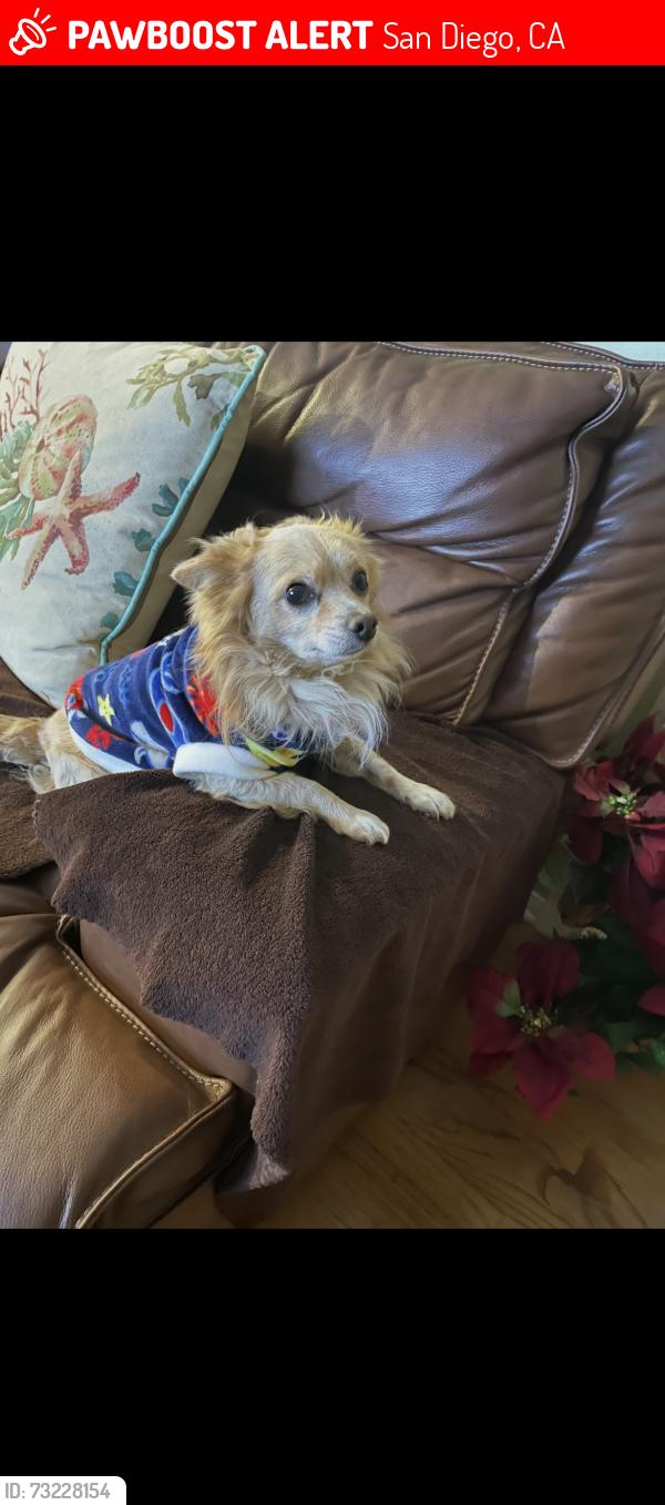 Lost Male Dog last seen Chamoune Ave, San Diego, CA 92105