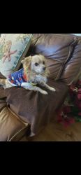 Lost Male Dog last seen Chamoune Ave, San Diego, CA 92105