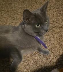 Lost Female Cat last seen Living Waters Church, Fargo, ND 58104