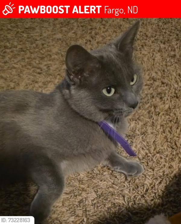 Lost Female Cat last seen Living Waters Church, Fargo, ND 58104