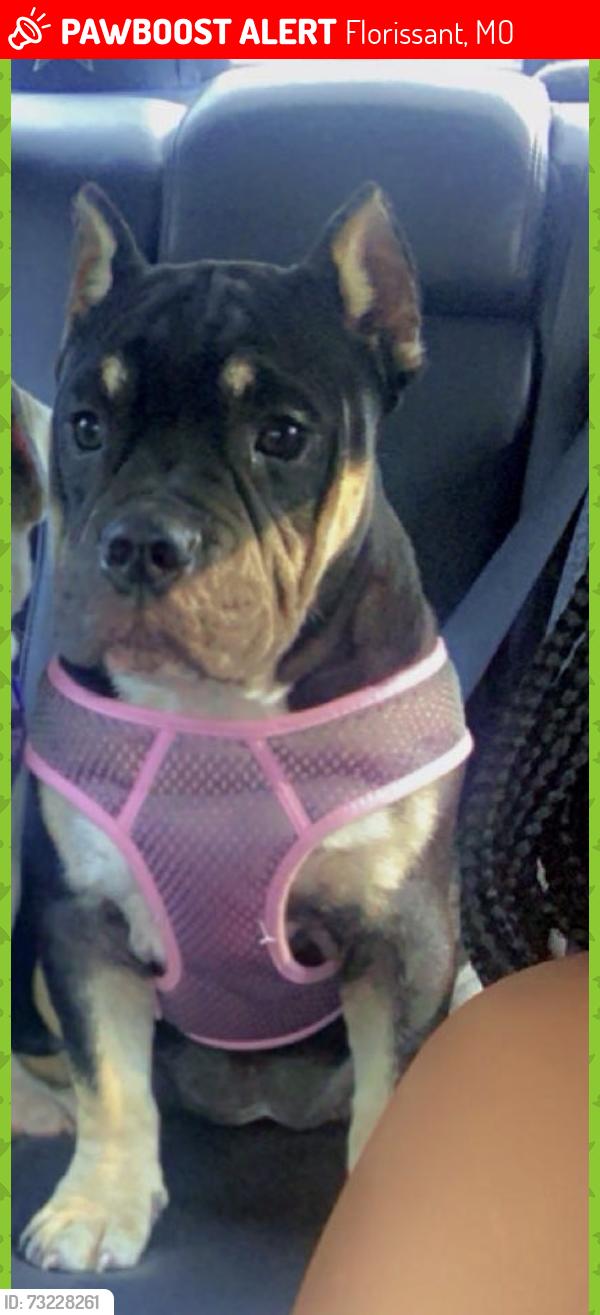 Lost Female Dog last seen Saint Ferdinand park, Florissant, MO 63031
