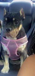 Lost Female Dog last seen Saint Ferdinand park, Florissant, MO 63031
