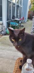 Reunited Male Cat last seen Bexley, Routier, Lincoln village park, Sacramento, CA 95827
