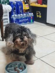Found/Stray Male Dog last seen Kushner st, Dale City, VA 22193