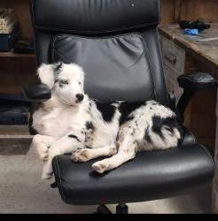 Reunited Female Dog last seen Off Airport Road, Aledo, TX 76008