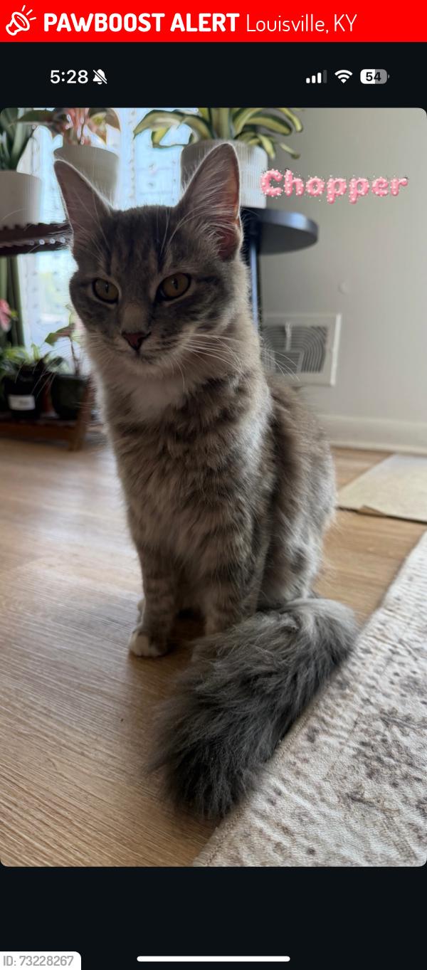 Lost Female Cat last seen Near Oak Bridge cir, Louisville, KY 40219