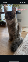 Lost Female Cat last seen Near Oak Bridge cir, Louisville, KY 40219