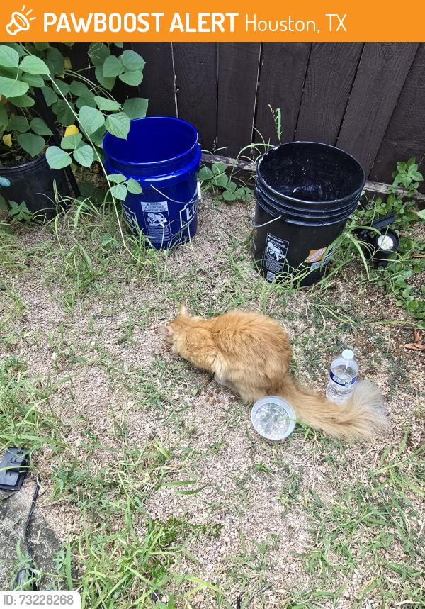 Found/Stray Male Cat last seen Stella link, Houston, TX 77025