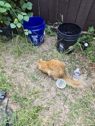 Found/Stray Male Cat last seen Stella link, Houston, TX 77025