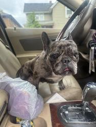 Reunited Unknown Dog last seen 12th ave Rockford IL 61104, Rockford, IL 61104