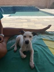 Found/Stray Female Dog last seen St Mary hosp, Apple Valley, CA 92307