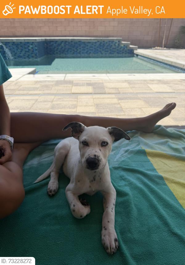 Found/Stray Female Dog last seen St Mary hosp, Apple Valley, CA 92307