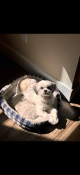 Lost Female Dog last seen Sunoco gas station, Lorain, OH 44052