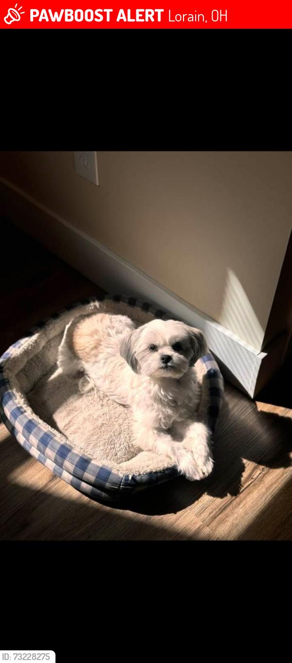 Lost Female Dog last seen Sunoco gas station, Lorain, OH 44052