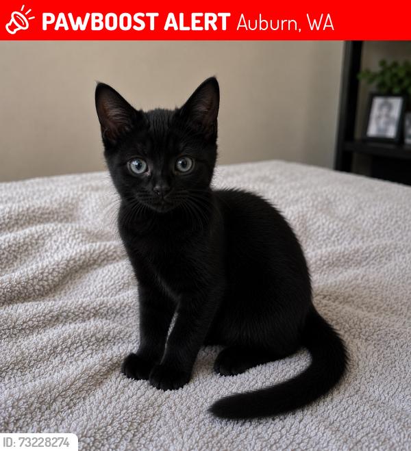 Lost Male Cat last seen Copper gate apts near the D building in Auburn Washington, Auburn, WA 98002