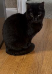 Reunited Female Cat last seen Cedar Bluff Dr and Moonridge Dr in Cedar Bluff neighborhood, Moore, SC 29369