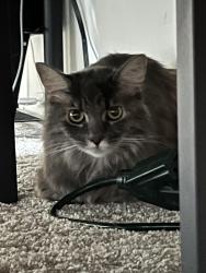 Found/Stray Female Cat last seen Pearl road and Whitney road, Strongsville, OH 44130