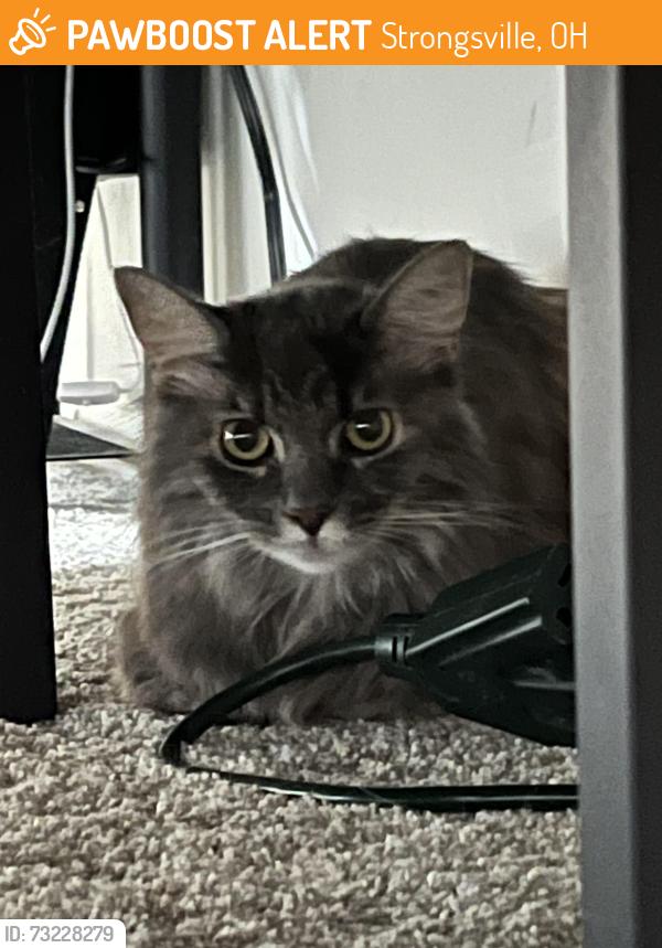 Found/Stray Female Cat last seen Pearl road and Whitney road, Strongsville, OH 44130