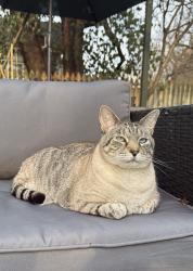 Lost Male Cat last seen Chenoweth ln, Brownsboro Village, KY 40207
