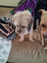 Found/Stray Unknown Dog last seen Hooper and 82nd street, Los Angeles, CA 90011