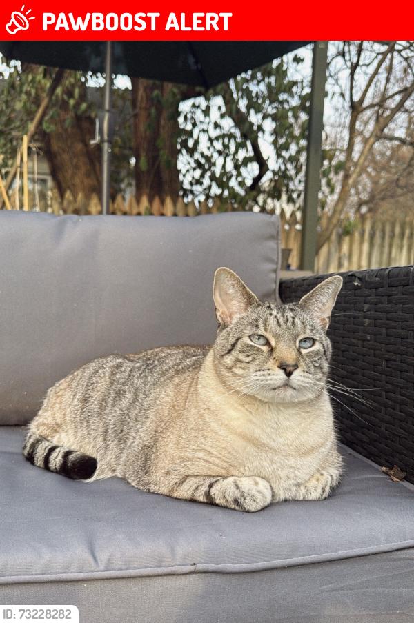 Lost Male Cat last seen Chenoweth ln, Brownsboro Village, KY 40207