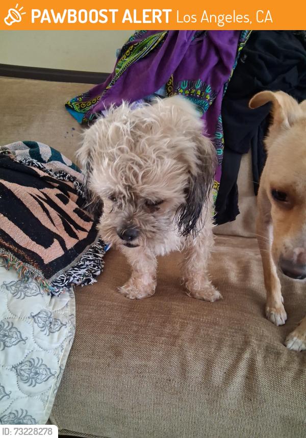 Found/Stray Unknown Dog last seen Hooper and 82nd street, Los Angeles, CA 90011