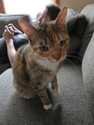 Reunited Female Cat last seen Pleasant Valley Rd and Orchard Street, Pleasant Valley, MO 64068