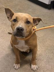 Shelter Stray Female Dog last seen Near Guardian, 1st District, OH, 9203 Detroit Ave, Cleveland, OH 44102, USA