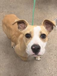 Shelter Stray Female Dog last seen Near Stevenson, 5th District, OH, 9203 Detroit Ave, Cleveland, OH 44102, USA