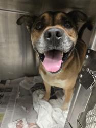 Shelter Stray Male Dog last seen West Point and Sullivan Rd, College Park, GA, 1251 Fulton Industrial Blvd NW, Atlanta, GA 30336, USA