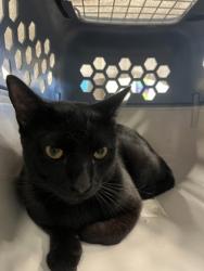 Shelter Stray Male Cat last seen Near Danner ST SE, Atlanta, GA, 1251 Fulton Industrial Blvd NW, Atlanta, GA 30336, USA