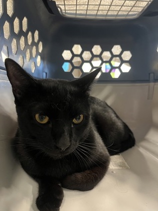 Shelter Stray Male Cat last seen Near Danner ST SE, Atlanta, GA, 1251 Fulton Industrial Blvd NW, Atlanta, GA 30336, USA